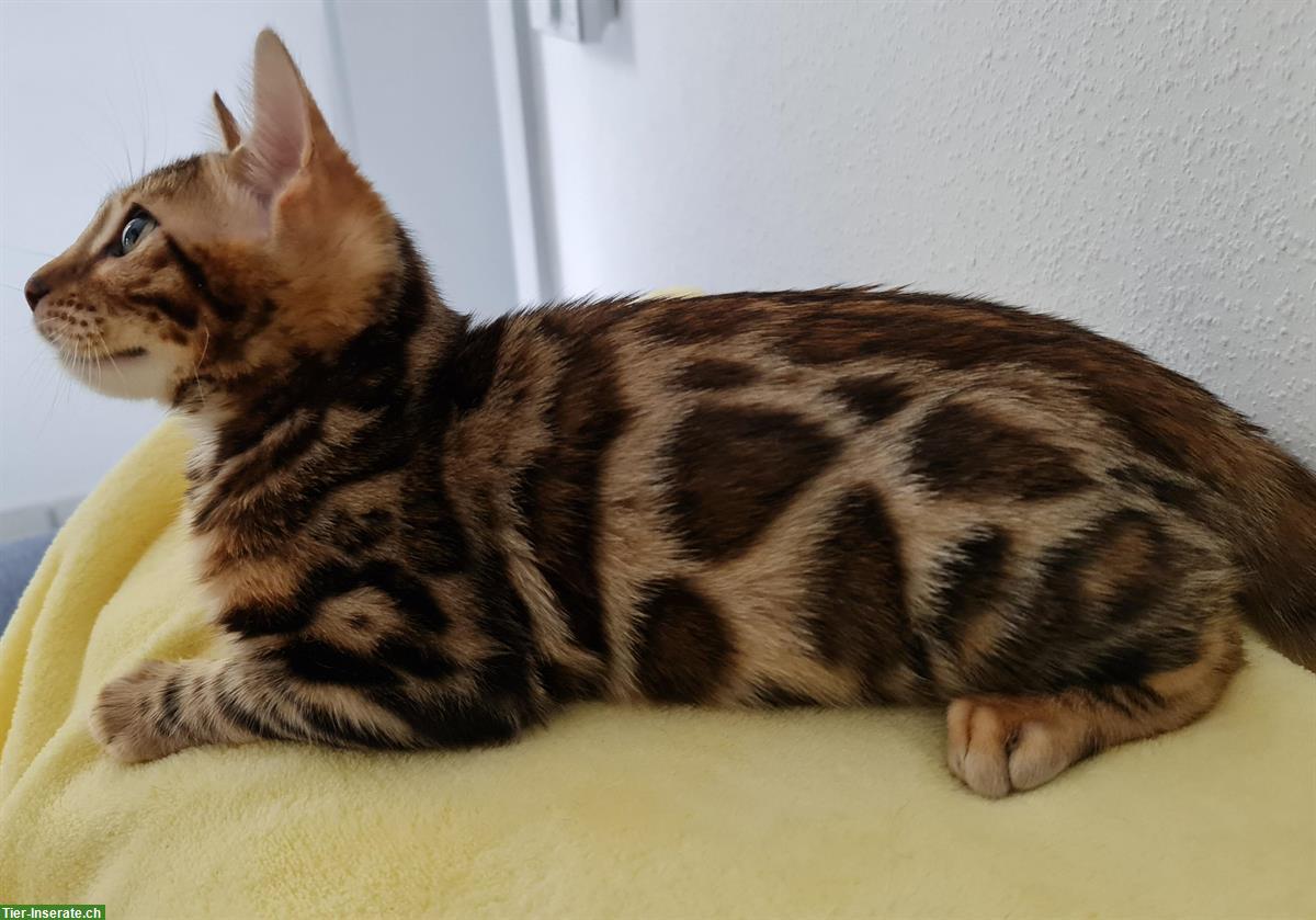Bild 2: Sehr liebe Bengal Kitten in brown spotted tabby