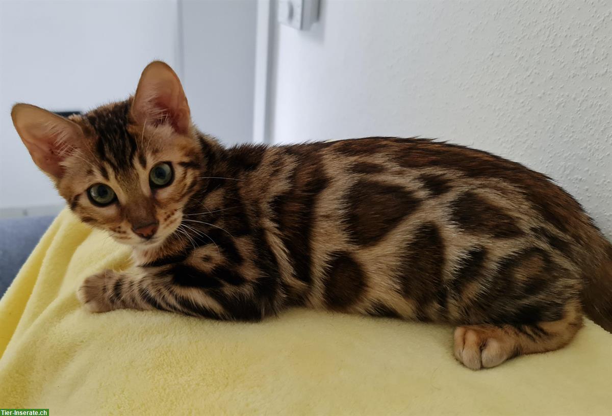 Bild 3: Sehr liebe Bengal Kitten in brown spotted tabby