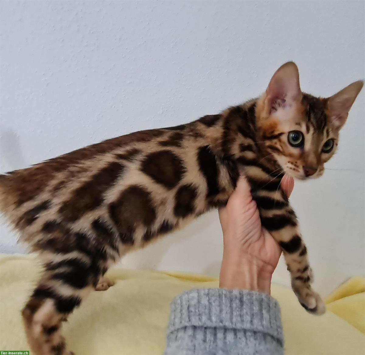 Bild 5: Sehr liebe Bengal Kitten in brown spotted tabby