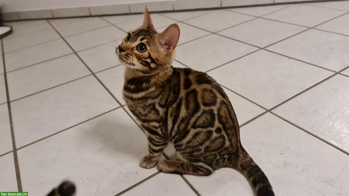 Bild 4: Liebe Bengal Katze brown spotted tabby, 7 Monate alt