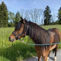 Braves Welsh Pony 1.20m sucht Foreverhome