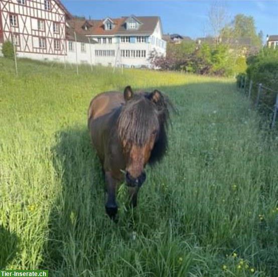 Bild 2: Braves Welsh Pony 1.20m sucht Foreverhome