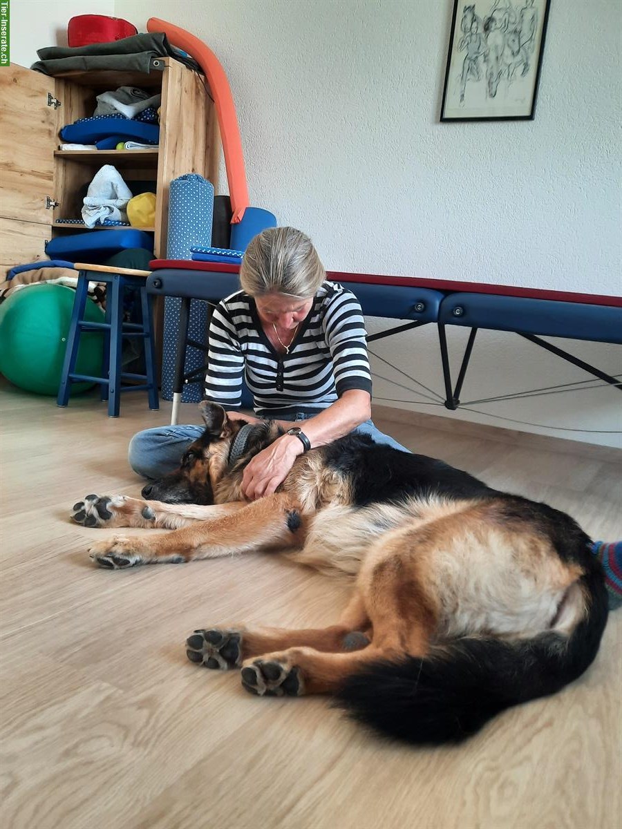 Bild 3: Feldenkrais-Workshop für Mensch-Hund-Teams
