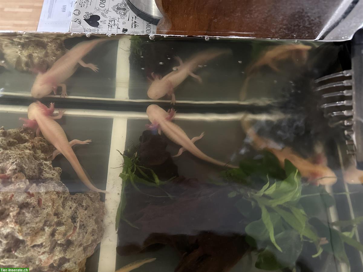 Bild 2: Axolotl, Ambystoma mexicanum, verschiedene Farben