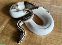 Python regius Pastel Pied Männchen
