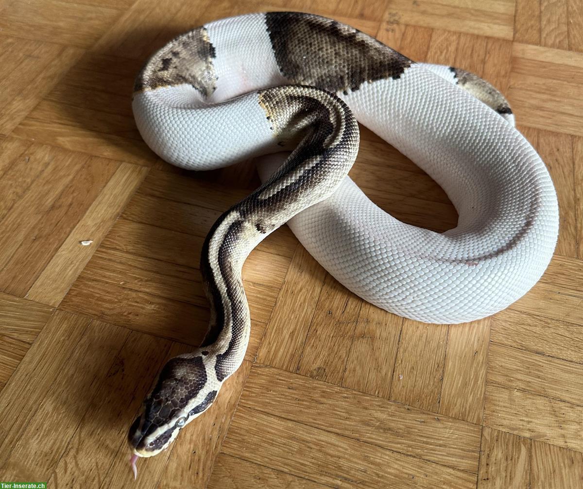 Bild 2: Python regius Pastel Pied Männchen