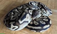 Python regius Pastel Phantom Yellow Belly Weibchen