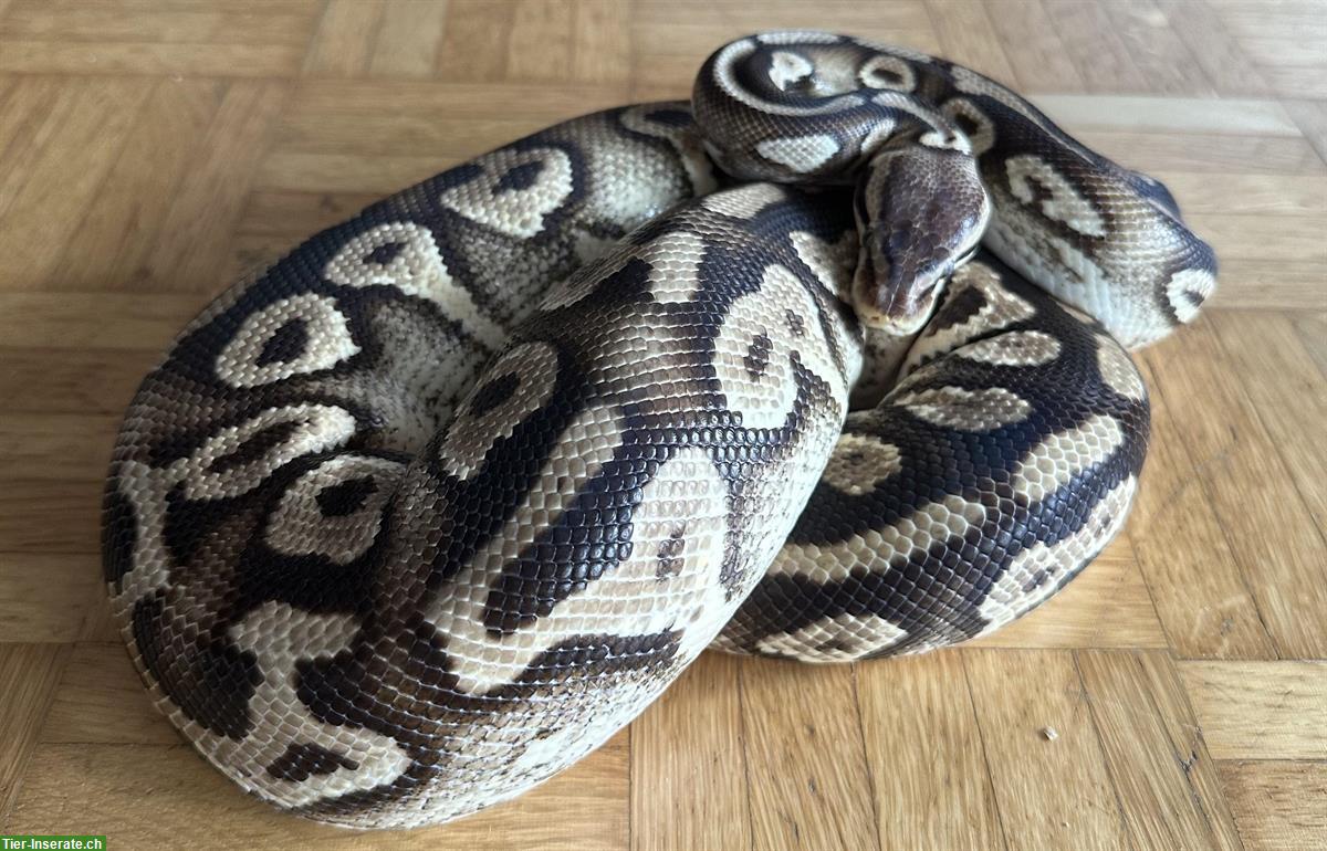 Bild 4: Python regius Pastel Phantom Yellow Belly Weibchen