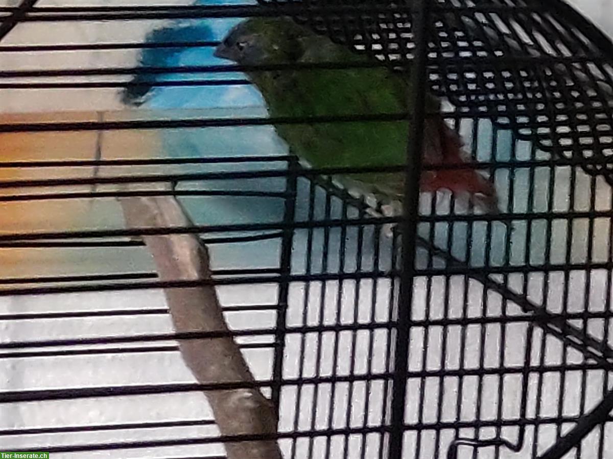 Bild 3: Dreifarbige Papageiamadinen Männchen und Weibchen