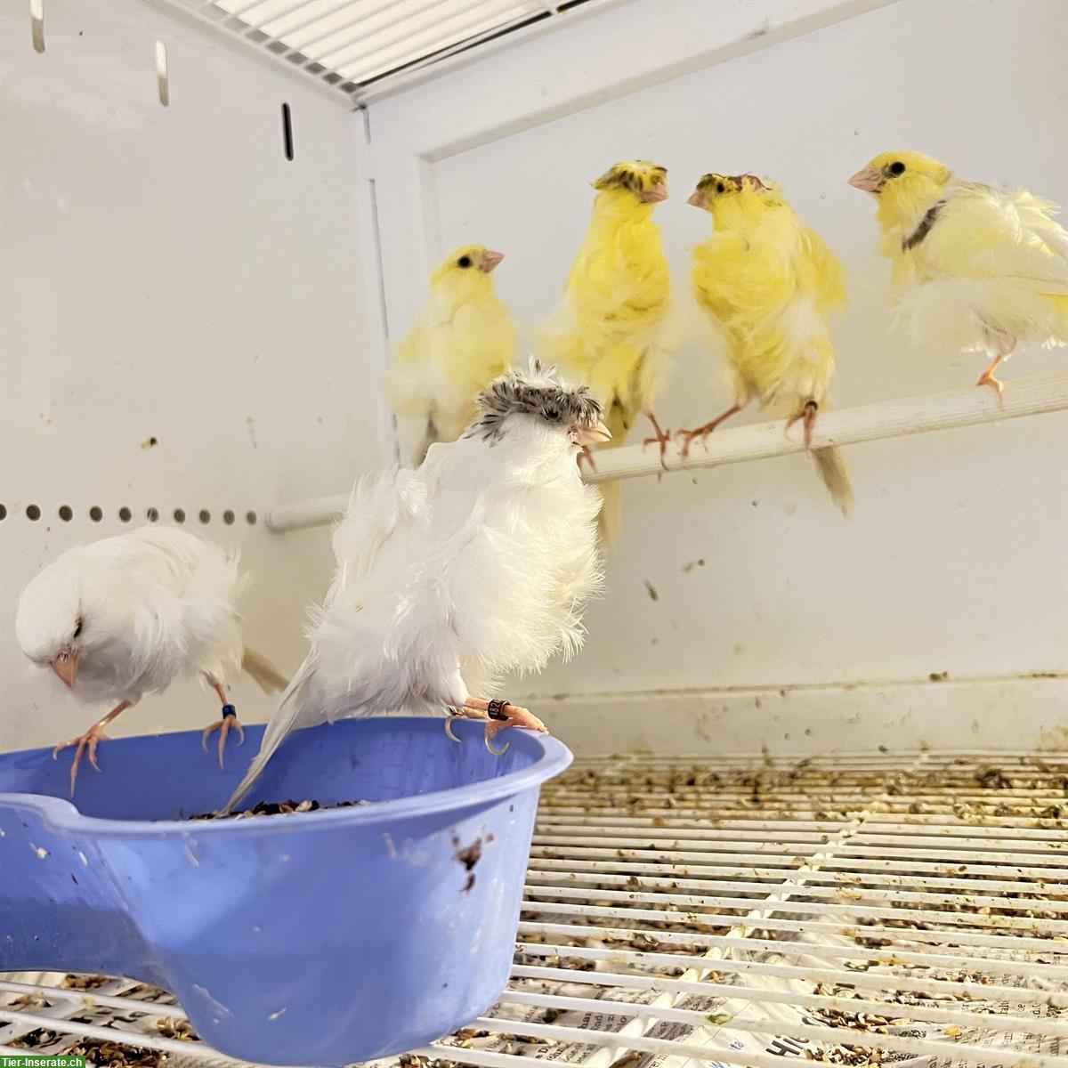Bild 2: Paduaner Kanarienvögel mit oder ohne Haube