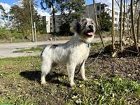 Terrier Mischling Igor, hübscher aktiver Rüde
