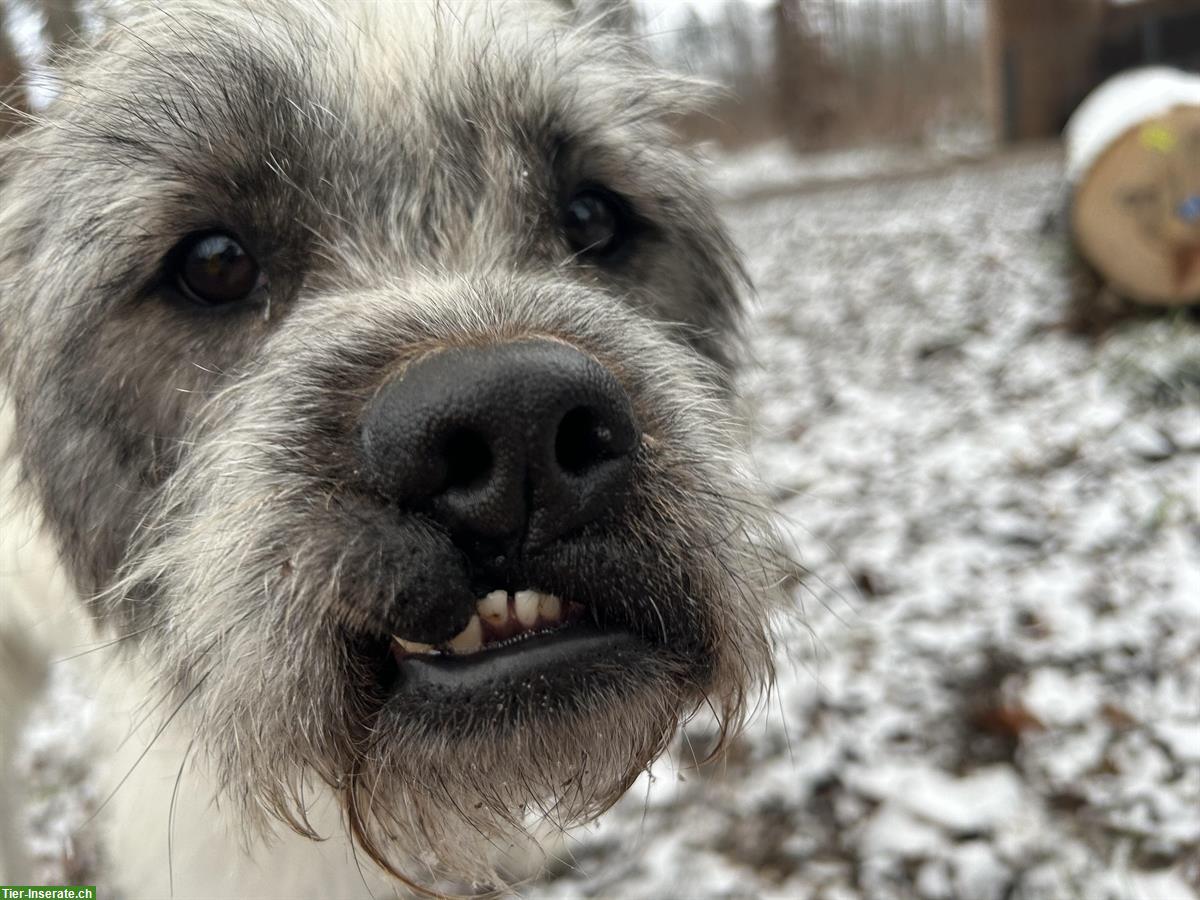 Bild 8: Terrier Mischling Igor, hübscher aktiver Rüde