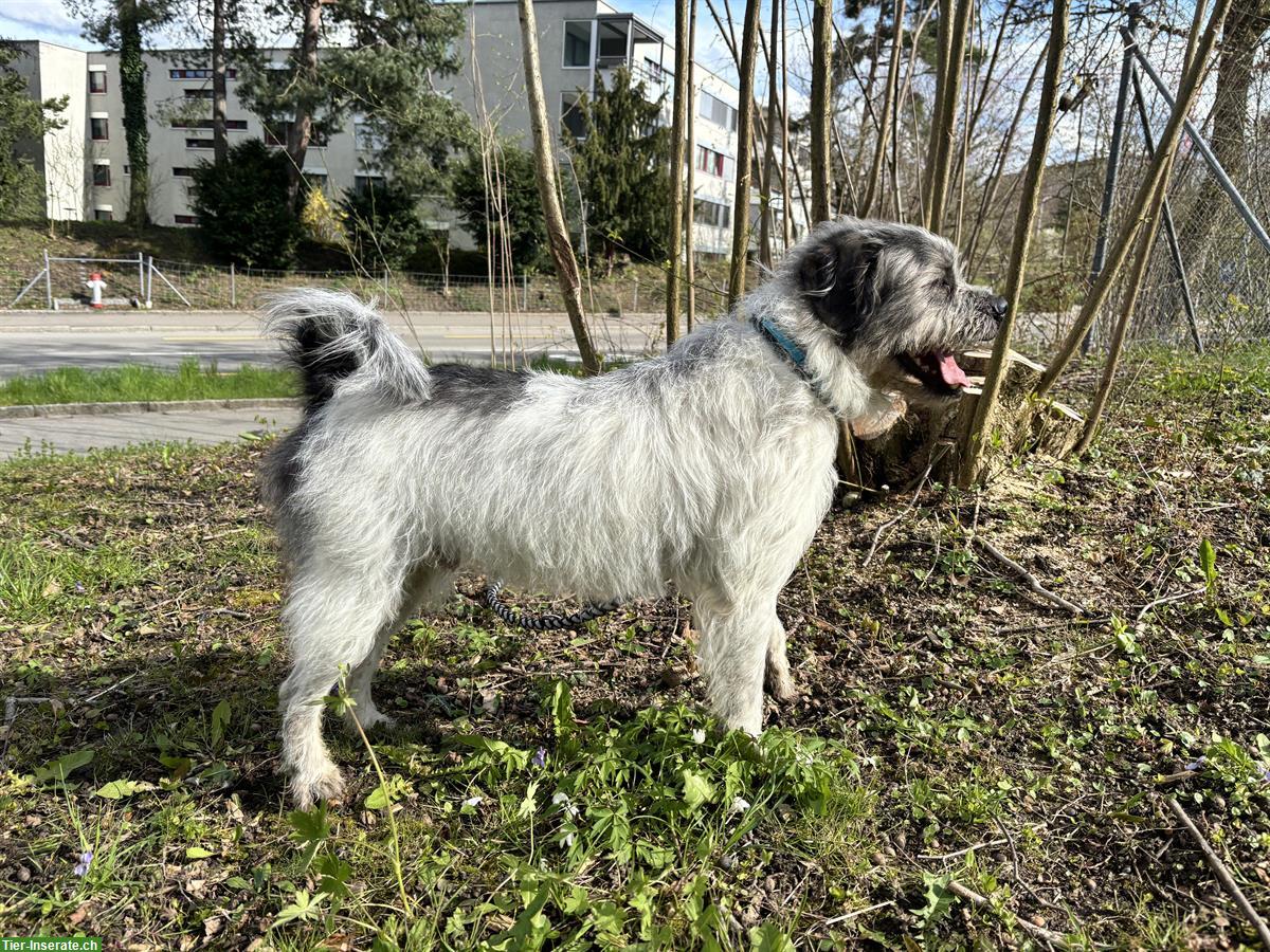 Bild 9: Terrier Mischling Igor, hübscher aktiver Rüde