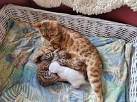 Bengal Kitten weiblich & männlich mit Stammbaum, EU Ausweis