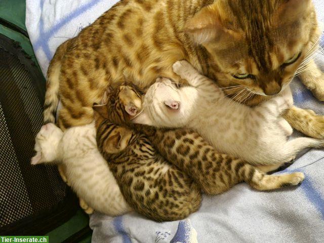 Bild 2: Bengal Kitten weiblich & männlich mit Stammbaum, EU Ausweis
