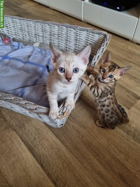 Bild 5: Bengal Kitten weiblich & männlich mit Stammbaum, EU Ausweis