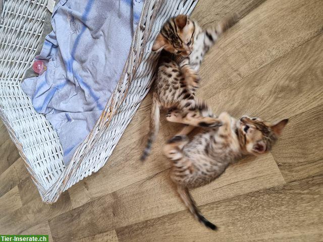 Bild 9: Bengal Kitten weiblich & männlich mit Stammbaum, EU Ausweis
