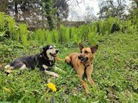 Tierliebe Hundebetreuung gesucht in Winkel ZH (zwischen Bülach und Kloten)