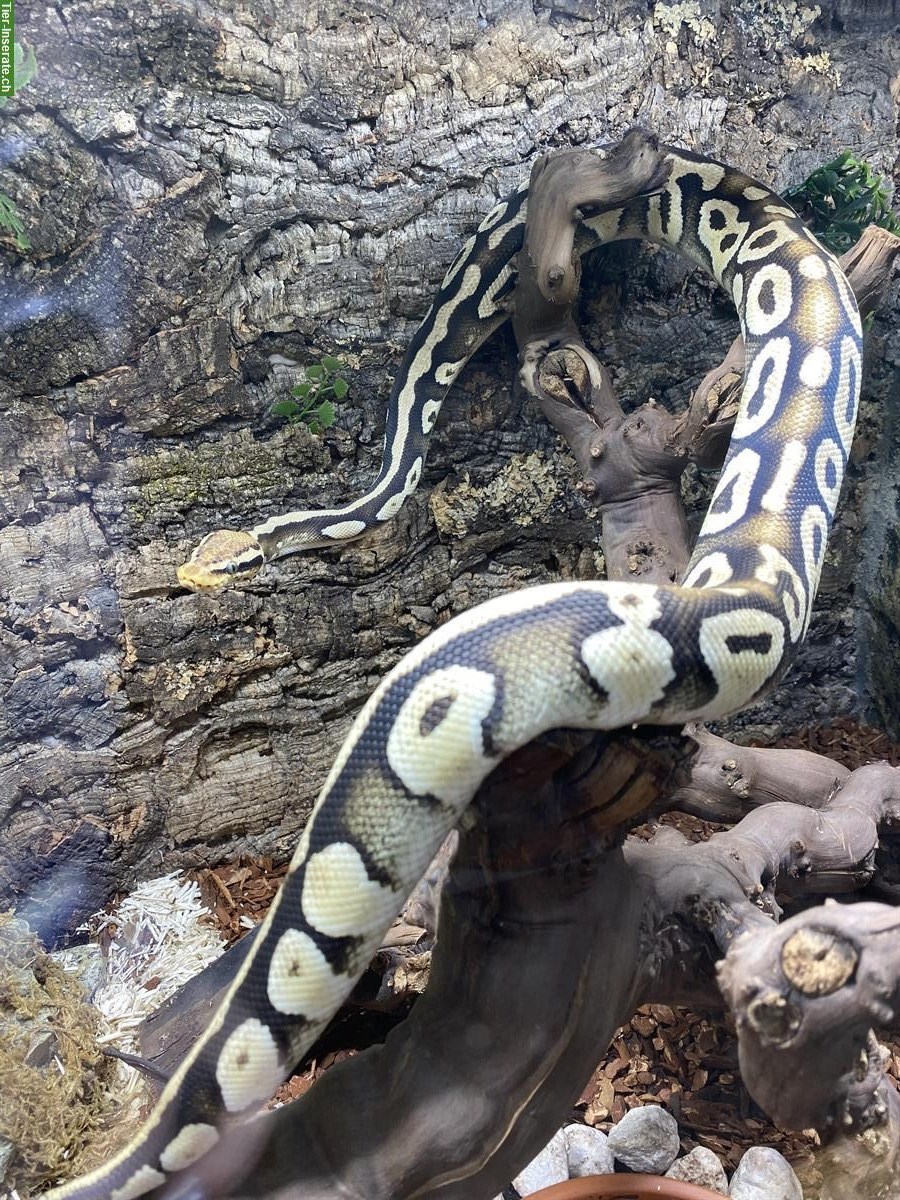 Bild 4: Python Mojave, 5 Jahre alt, weiblich, handzahm