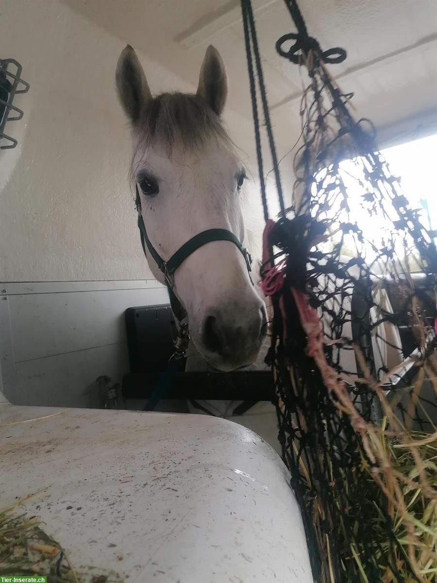 Bild 5: Wunderschöner Connemara Pony Wallach zu verkaufen