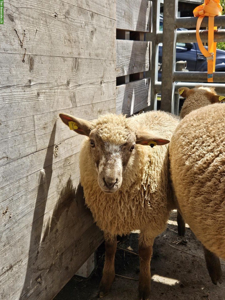 Bild 2: Mix Schafe suchen neues Zuhause