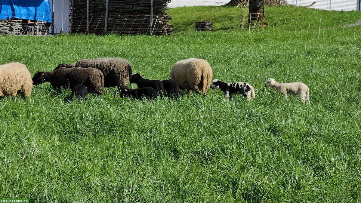 Bild 3: Mix Schafe suchen neues Zuhause