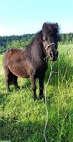 Miniature Horses Flöckli & Blacky suchen gemeinsam ein Zuhause