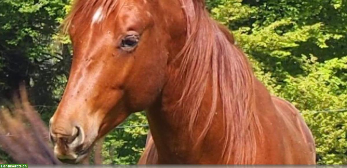 3-jähriger Quarter Horse Wallach, roh
