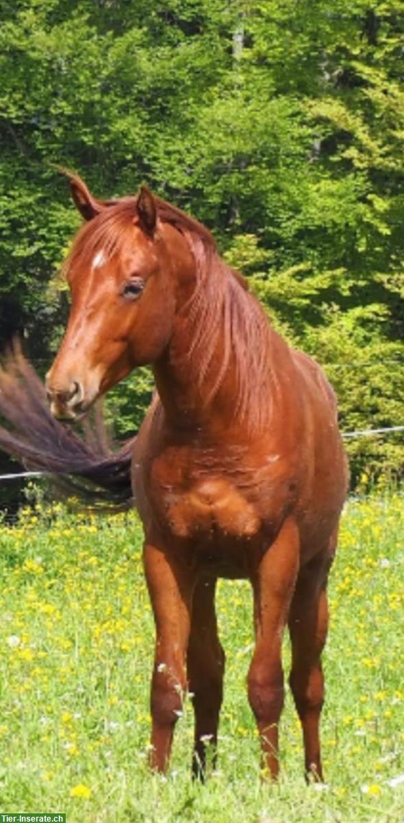 Bild 2: 3-jähriger Quarter Horse Wallach, roh