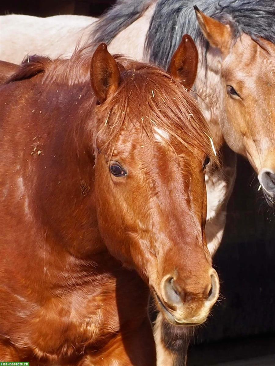 Bild 5: 3-jähriger Quarter Horse Wallach, roh