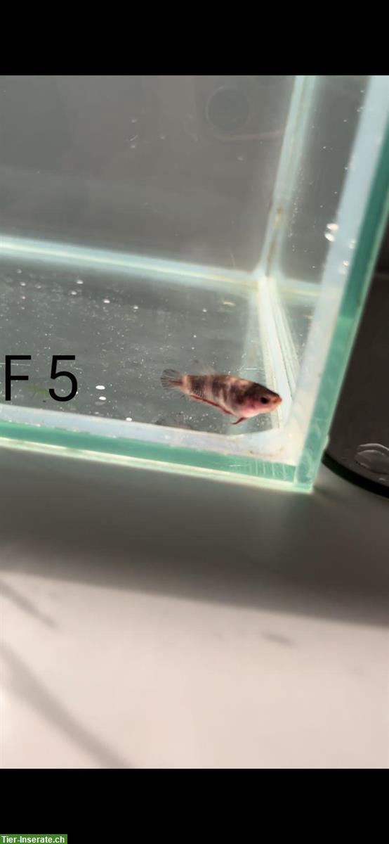 Bild 6: Junge Kampffische Betta Splendens Halfmoon plakat, HMPK
