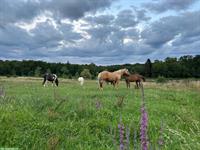 Wohnen mit Pferden auf Bauernhof in Frankreich