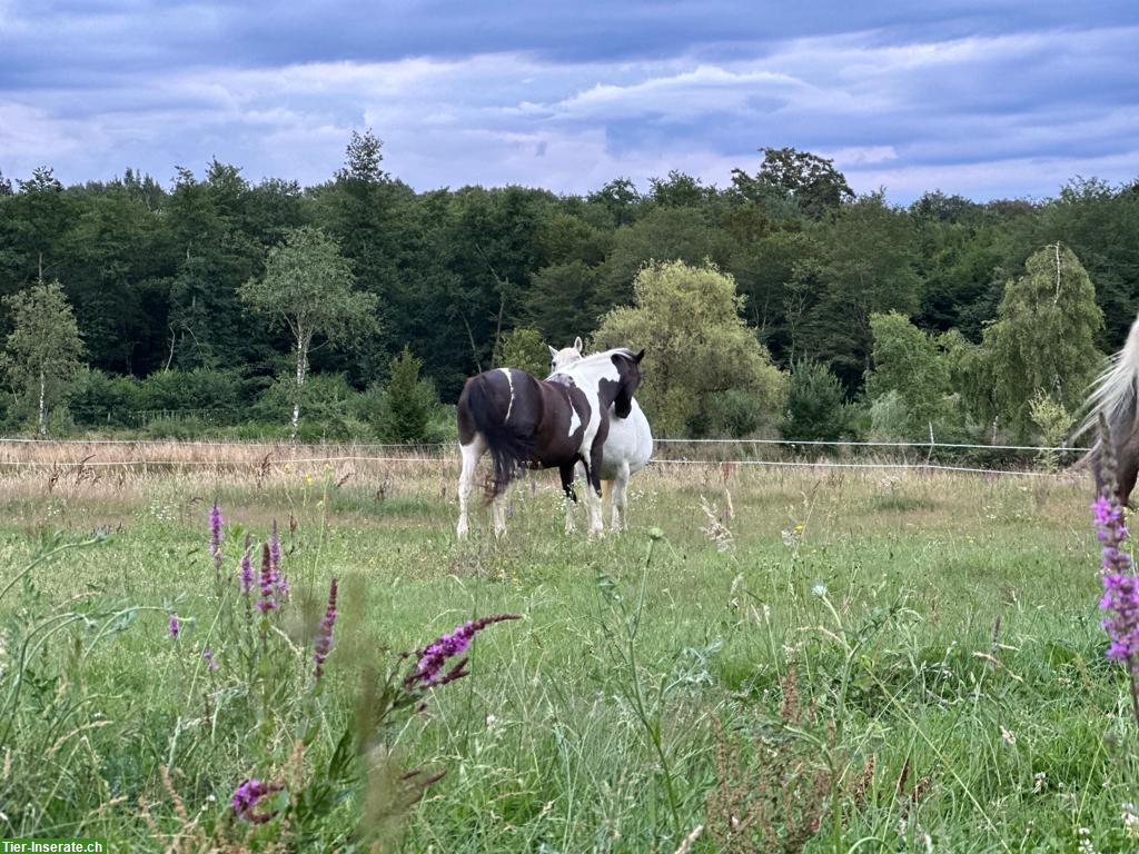 Bild 3: Wohnen mit Pferden auf Bauernhof in Frankreich