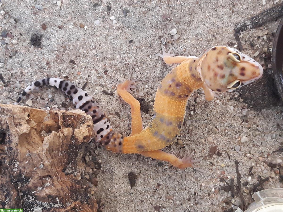 Bild 2: Bunte Leopardgeckos zu verkaufen