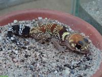 Nephrurus milii zu verkaufen, australischer Dickschwanzgecko