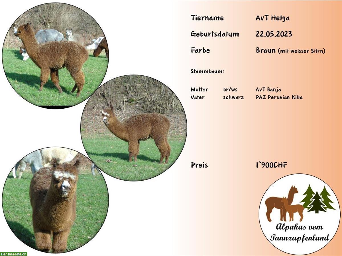 Bild 4: Alpaka Stuten / Jungstuten zu verkaufen
