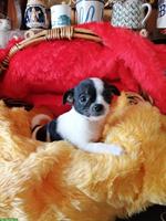 Süße Chihuahua Welpen suchen liebes Zuhause
