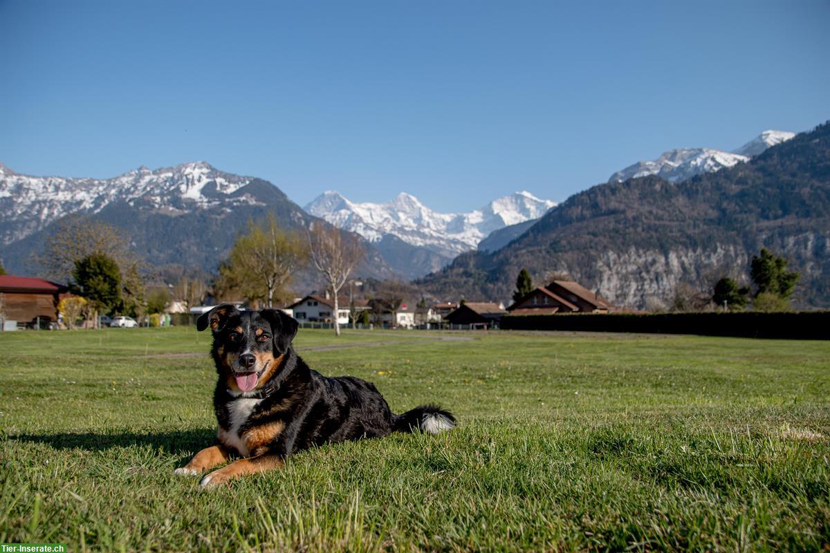 Bild 4: Camping mit Hund! JungfrauCamp im Berner Oberland