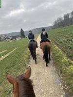 Reitbeteiligung auf Sportpferden im Kanton Bern