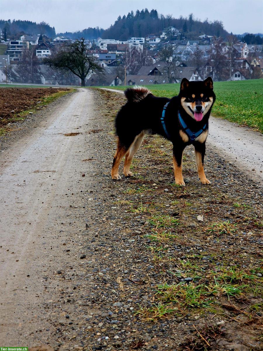 Bild 2: Biete Hundesitting/Spazierdienst und Betreuung