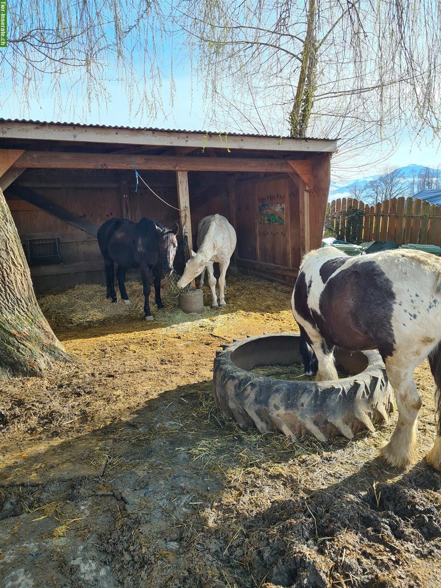 Bild 7: Reitferien für Pferd und Reiter im Rheintal