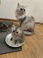 Süsse Perser Mix Kätzchen zu verkaufen