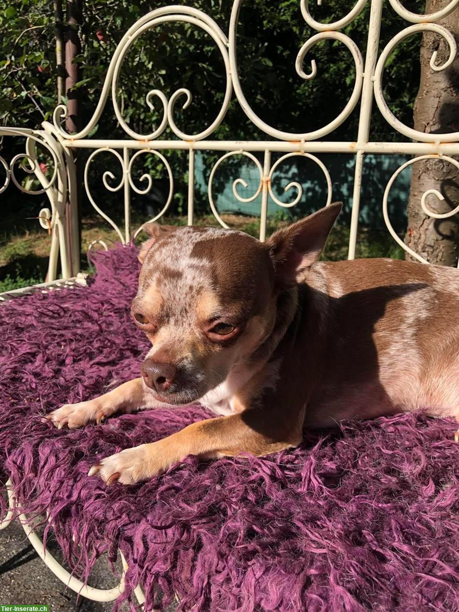 Bild 3: Seltener chocomerle Chihuahua Rüde sucht Traumzuhause
