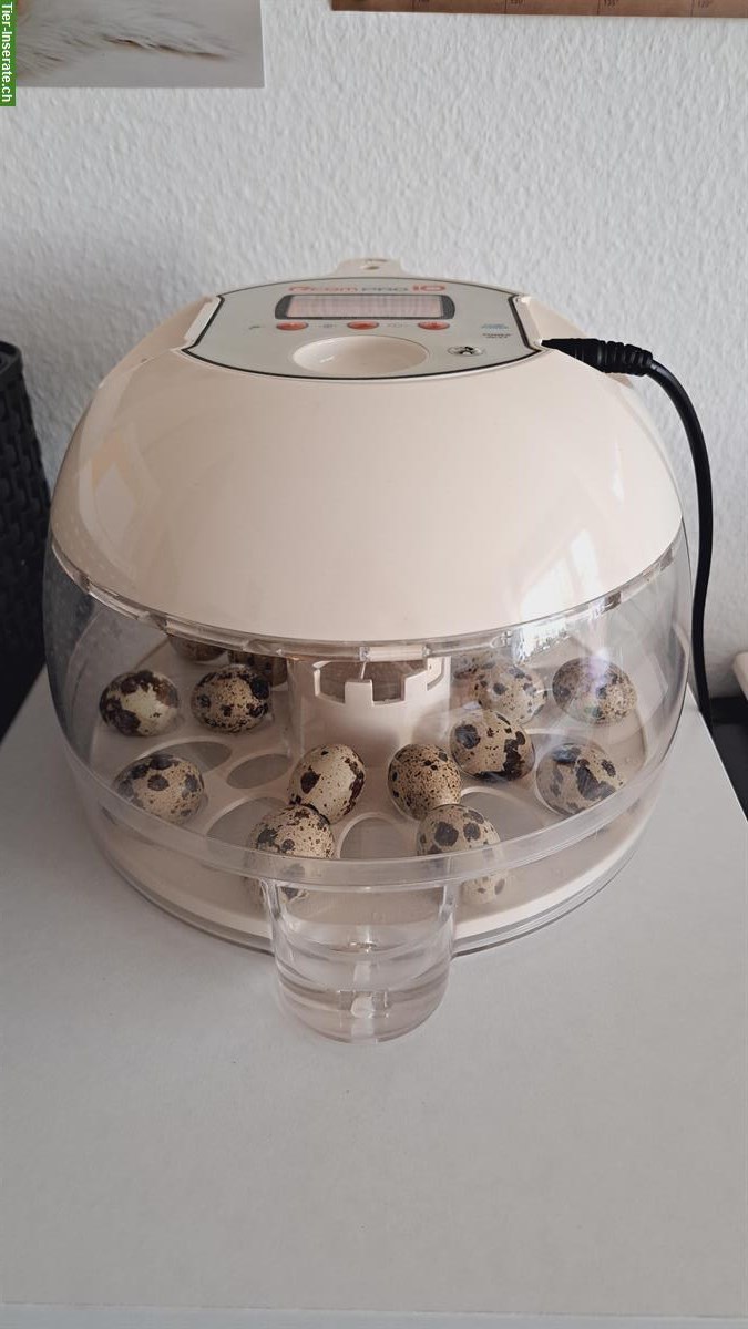 Bild 2: Miete Rcom PRO 10 Brutapparat, Inkubator, Brutmaschine