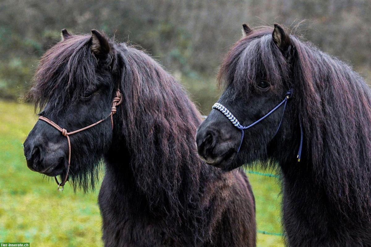 Bild 2: Pony Beteiligungen für 2 gut ausgebildete Shetlandponys