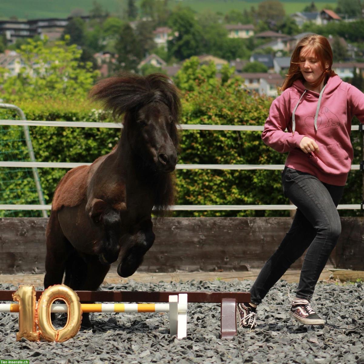 Bild 3: Pony Beteiligungen für 2 gut ausgebildete Shetlandponys