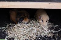 2 süße Meerschweinchen, 2-jährig suchen liebes Zuhause mitsamt Zubehör