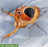Deroplatys desiccata / Tote Blatt Mantis zu verkaufen