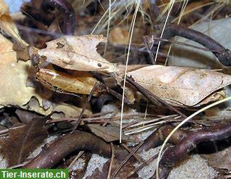 Bild 3: Deroplatys desiccata / Tote Blatt Mantis zu verkaufen