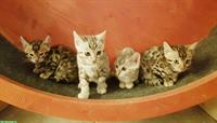Bengal Kitten wunderschön, lieb und gut sozialisiert